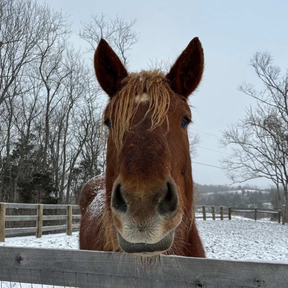 Meet your Posher, Megan